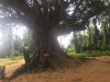 Filename=IMG_1469.jpg
Filesize=318KB
Dimensions=1800x1350
Date added=Aug 29, 2016 IMG_1469.jpg