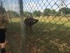 Filename=IMG_1476.jpg
Filesize=436KB
Dimensions=1800x1350
Date added=Aug 29, 2016 IMG_1476.jpg