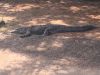 Filename=IMG_1499.jpg
Filesize=260KB
Dimensions=1800x1350
Date added=Aug 29, 2016 IMG_1499.jpg
