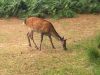 Filename=IMG_0445.jpg
Filesize=262KB
Dimensions=1500x1125
Date added=Jul 14, 2016 IMG_0445.jpg